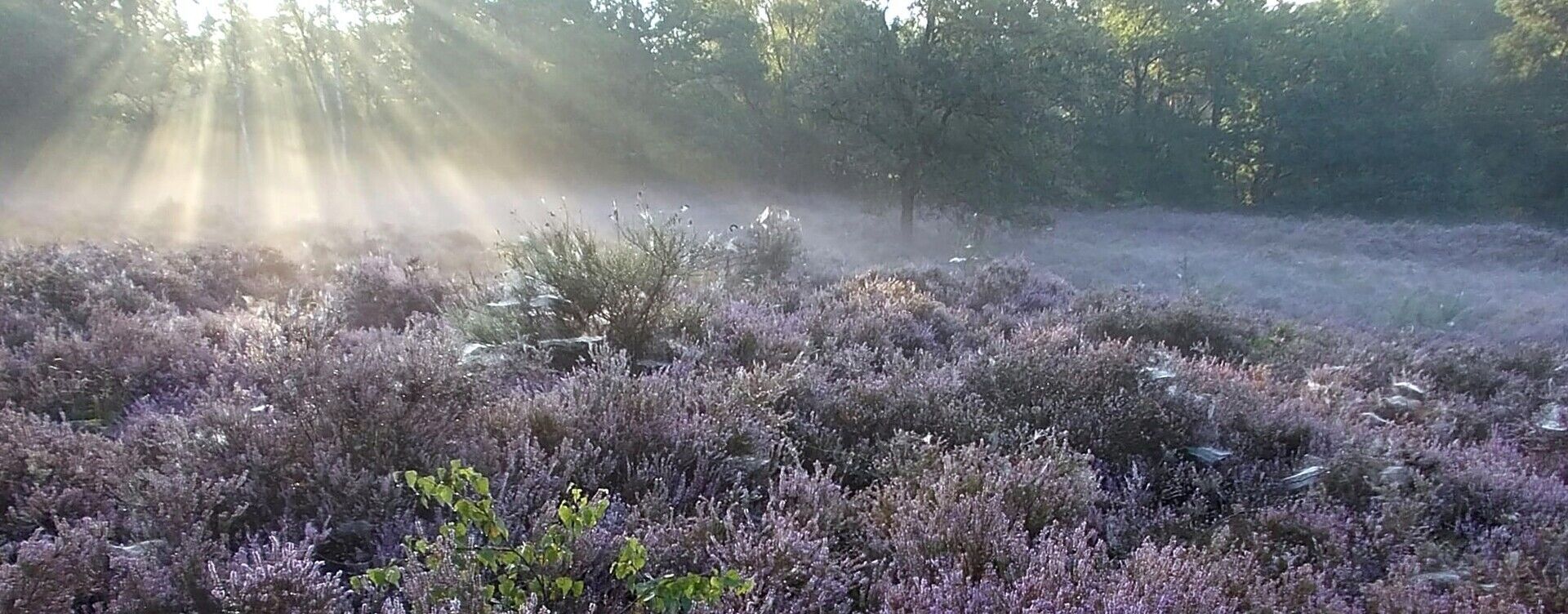 Wandeling: Spraakmakende natuur - De Groene Delle