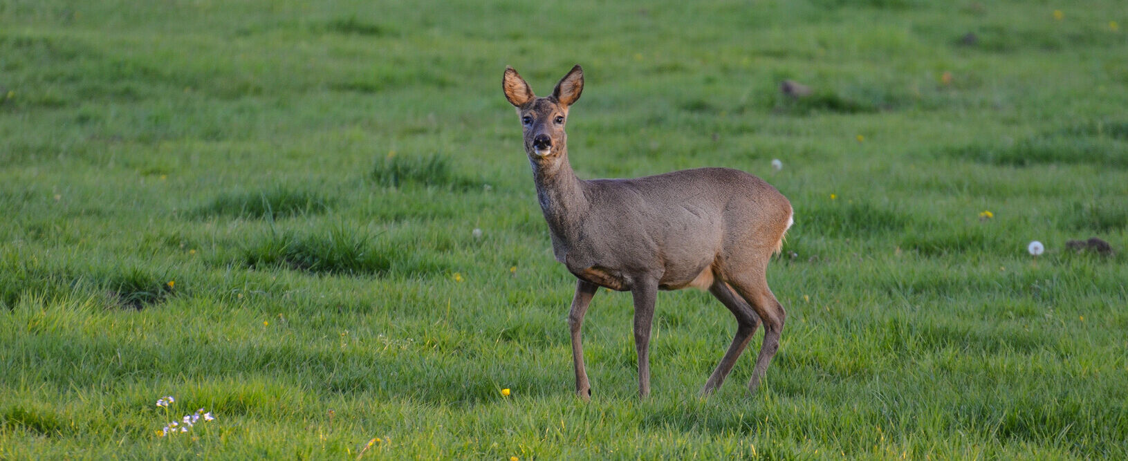 Dit was 'Natuur, waardeloos? Het wild(e) debat'