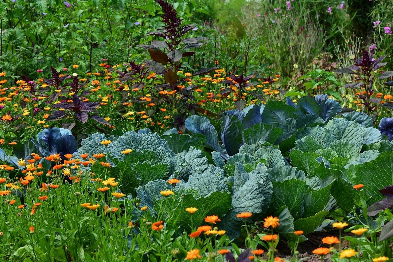 Online bijleren over jouw tuin?