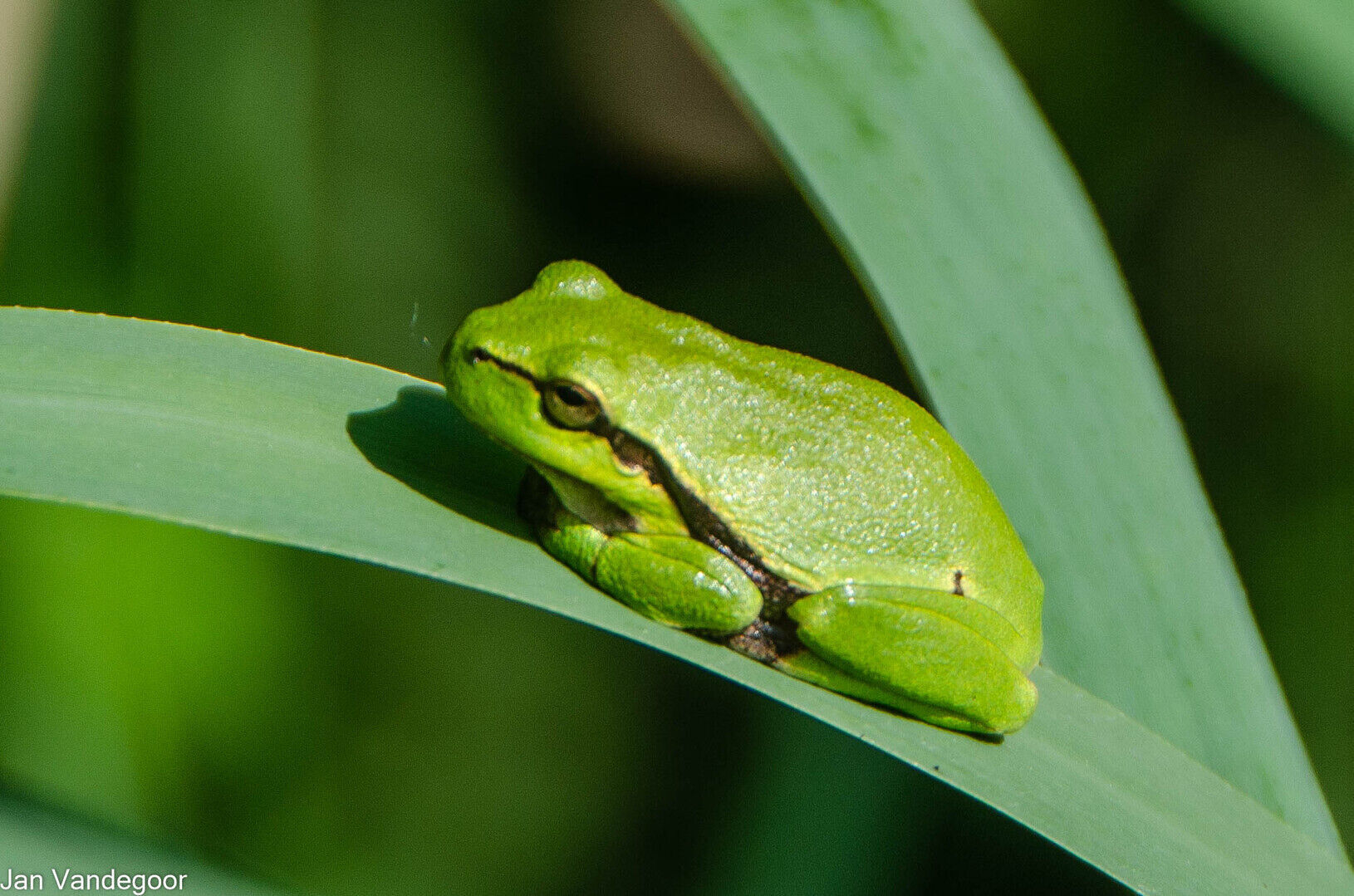 Lezing: Biodiversiteit in Haspengouw