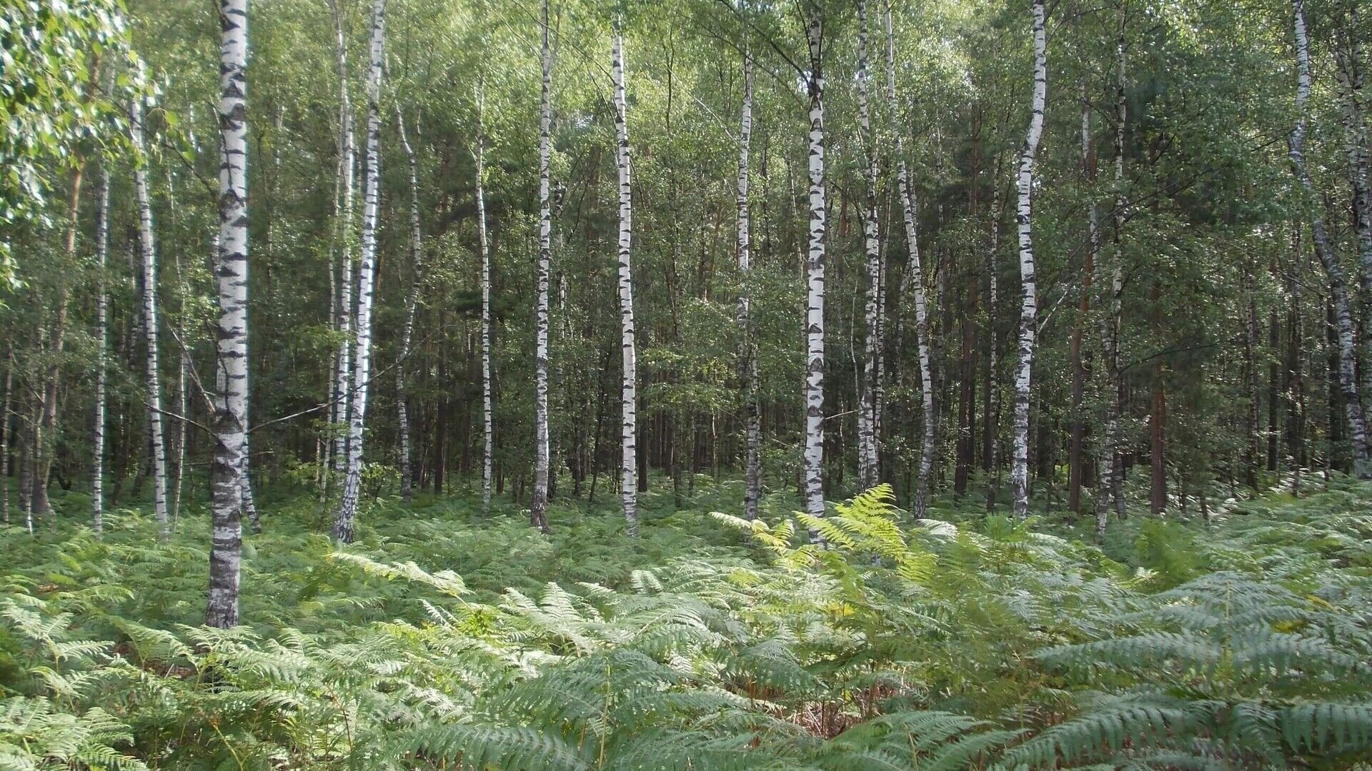 Europese natuurherstelwet werd goedgekeurd