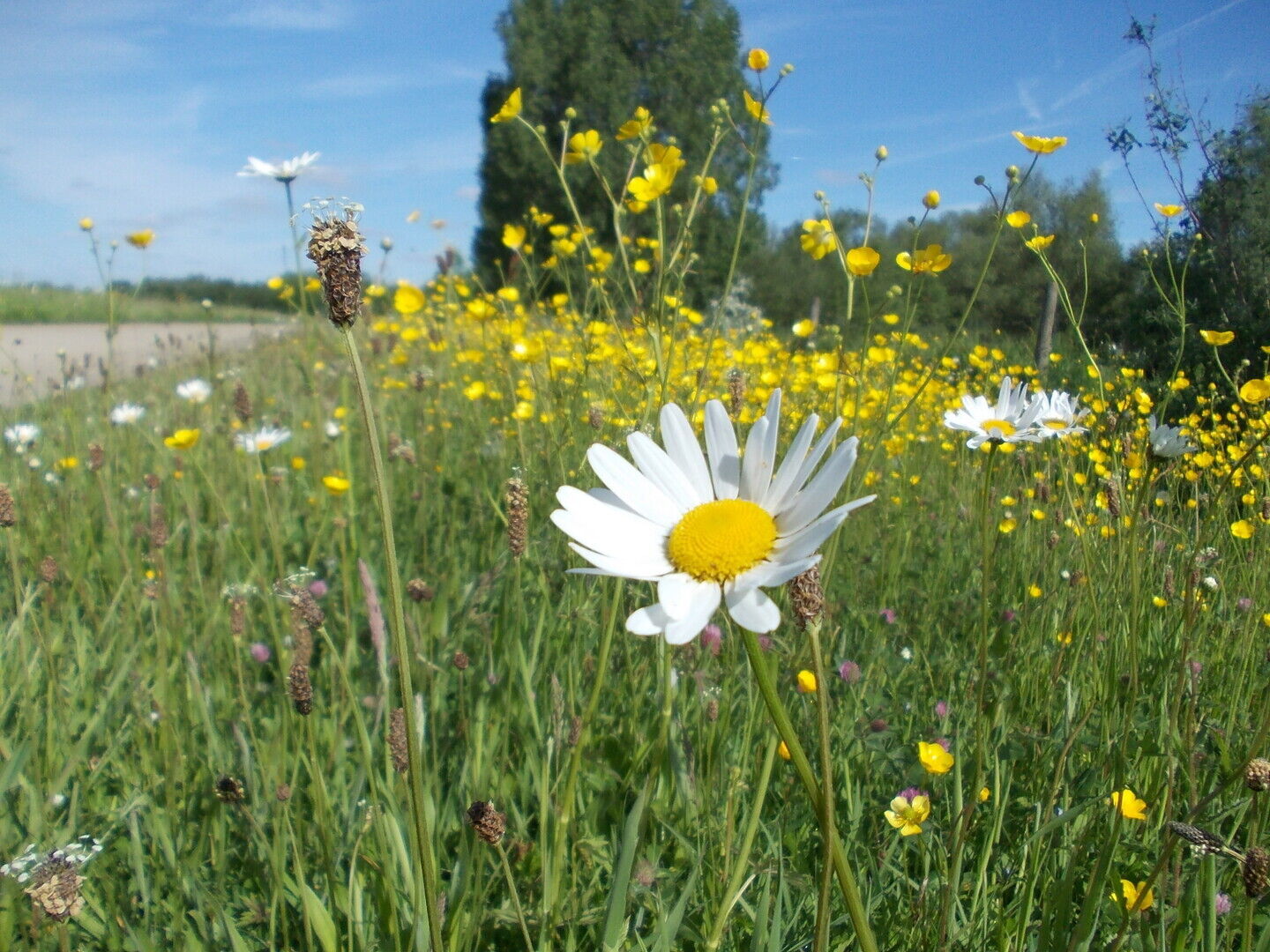 Workshop - Gazon: meer dan sprietjes