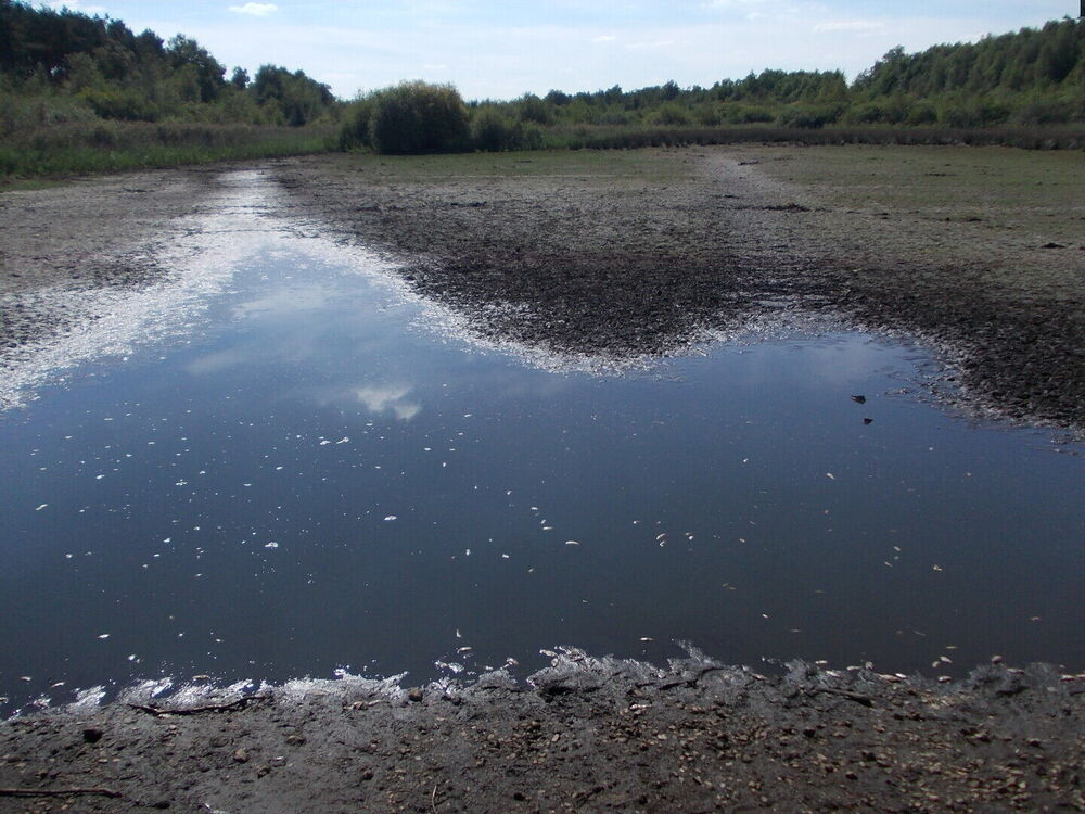 Bijna volledig droogstaand ven 1/9/2022