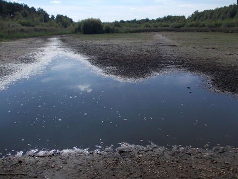 Bijna volledig droogstaand ven 1/9/2022