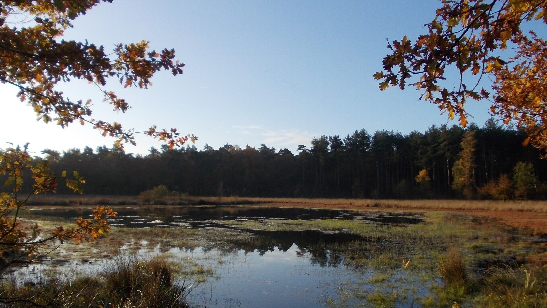 Wandeling: Waterrijk Wellen met gids Davy Huygen - VOLZET