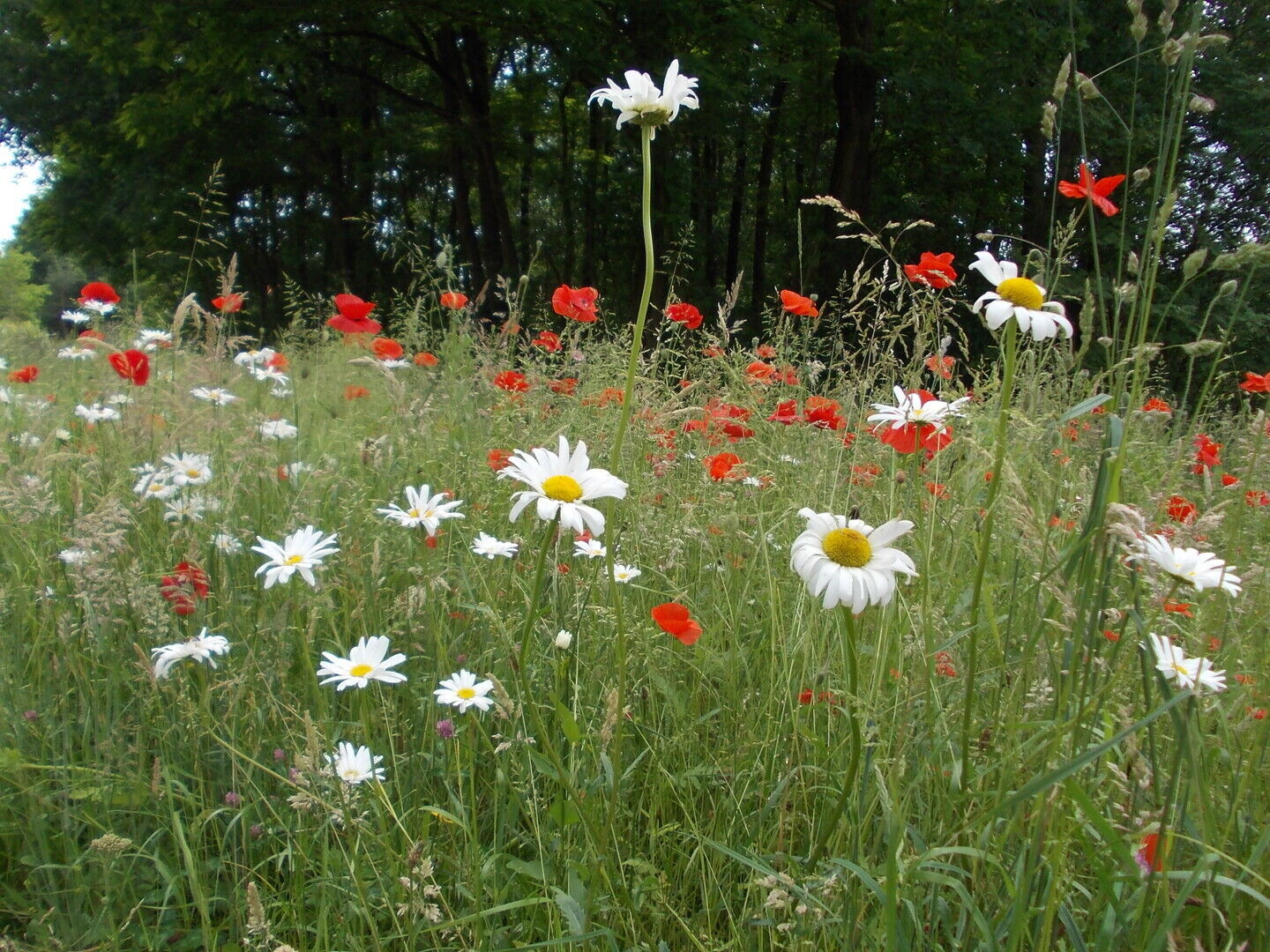 Online infosessie - Watervriendelijke tuin: ontharden en beplanten - GEANNULEERD