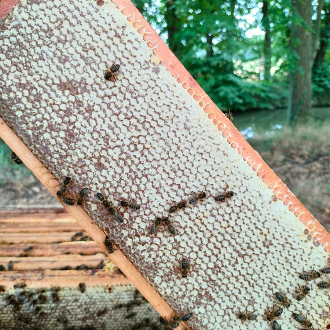 Voordracht: Honingbijen in natuurgebied, een goed idee of niet?