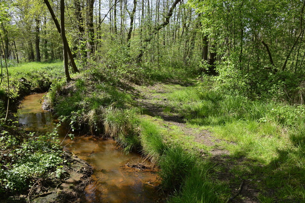 Landschapswandeling Laambroekvijvers – Kolveren