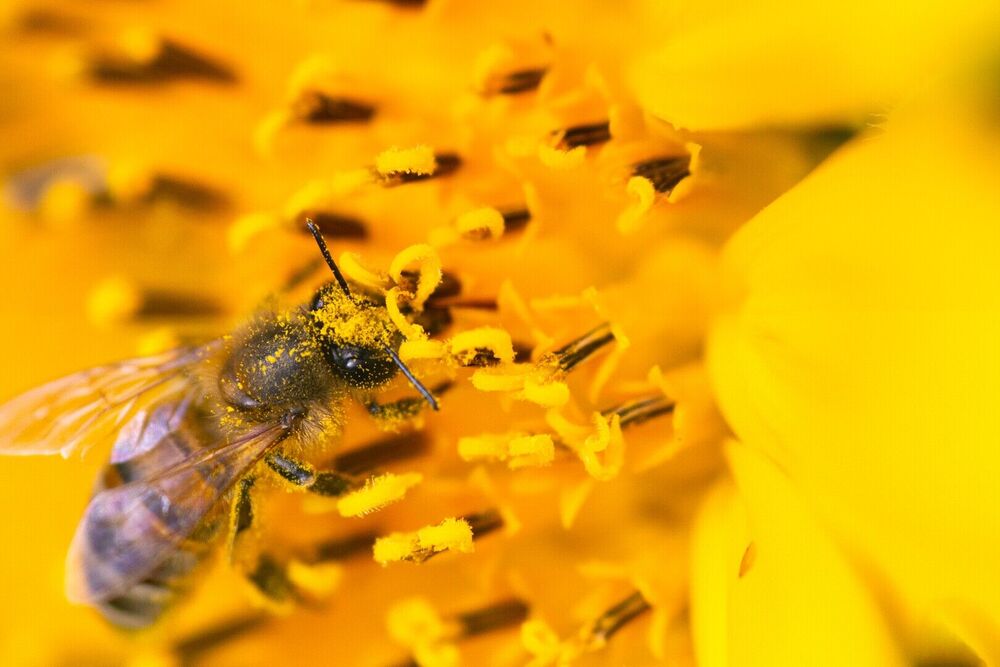 Online voordracht: Honingbijen in natuurgebied, een goed idee of niet?